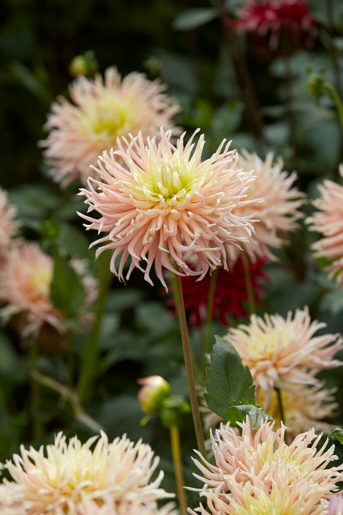 Dahlia Cactus Alfred Grille 1-pakk